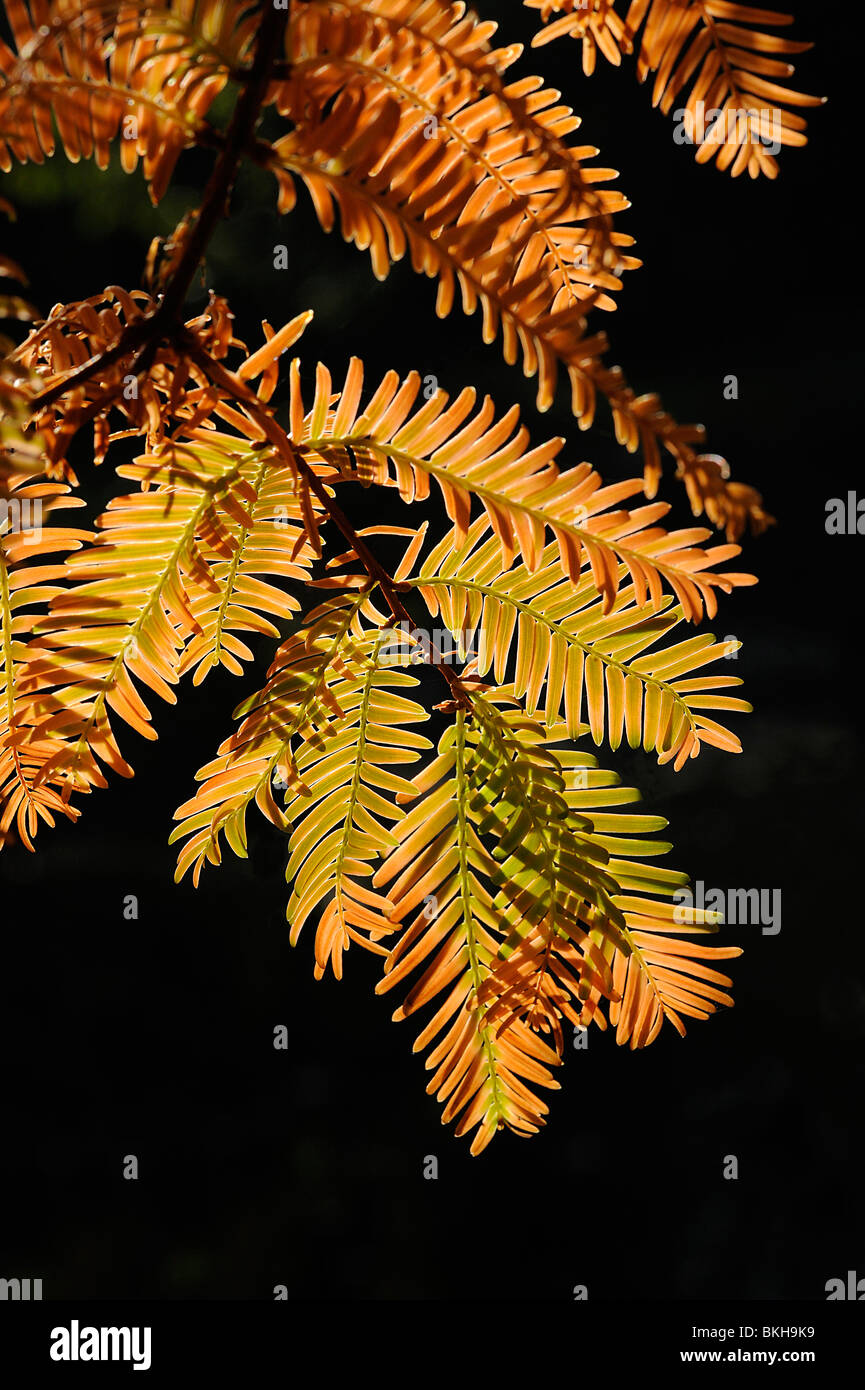 Alba retroilluminato redwood Metasequoia glyptostroboides le foglie in autunno Foto Stock