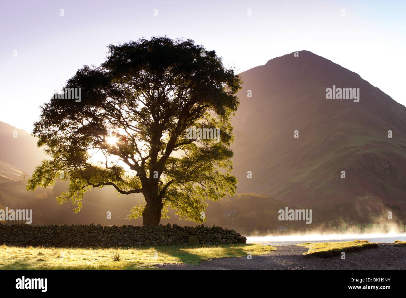 Sunrise dietro albero a Buttermere con Fleetwith Pike al di là, Lake District, Cumbria, Regno Unito Foto Stock