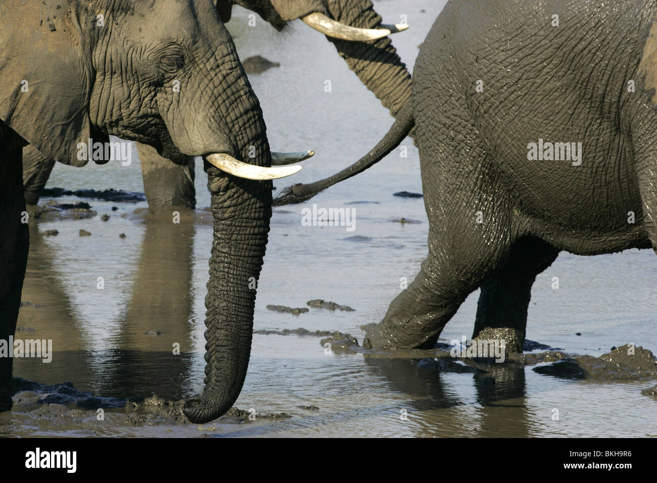 Elefante africano, il Kruger Park, Sud Africa Foto Stock