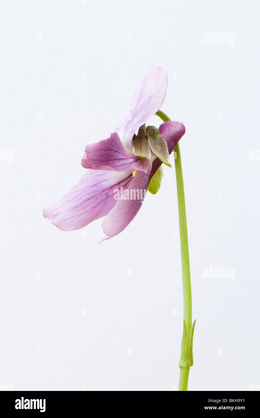 Close up di un dusky rosa viola mammola, Viola odorata, contro uno sfondo bianco Foto Stock