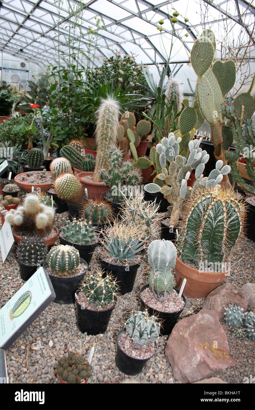 Cactus collection immagini e fotografie stock ad alta risoluzione - Alamy