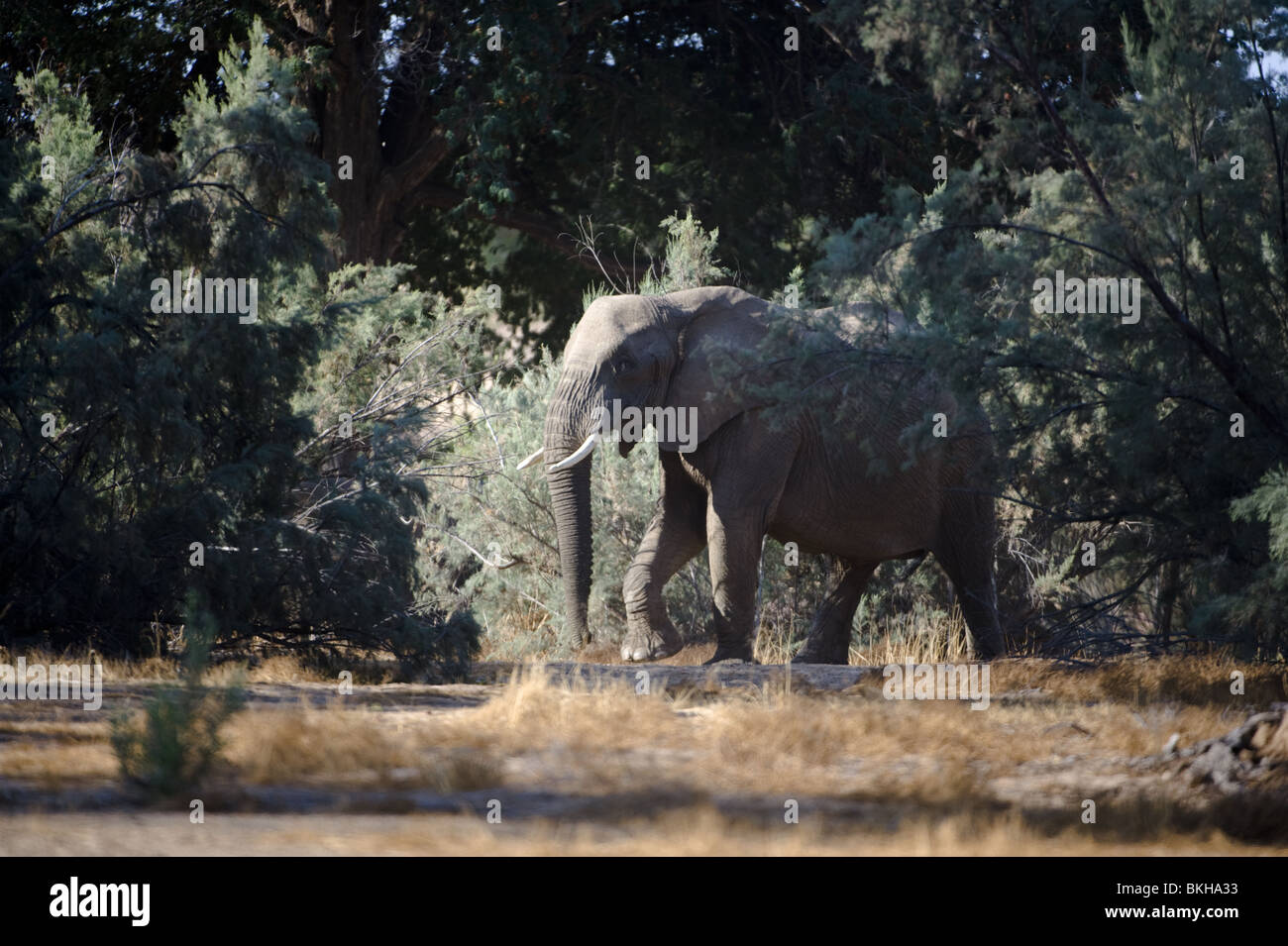 Deserto atto di elefante, Puros, Namibia, Africa. Foto Stock