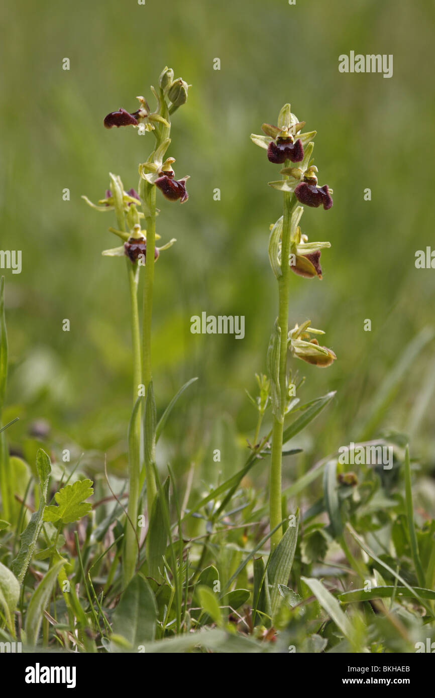 Spinnenragwurz, Ragwurz, Orchidee, ophrys, sphegodes, inizio, Spider, Orchidea Foto Stock