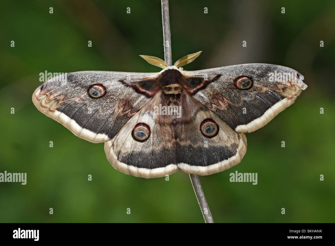 Wiener, Großes, Nachtpfauenauge Wiener, grande imperatore tarma tarma, butterfly, Saturnia pyri Foto Stock