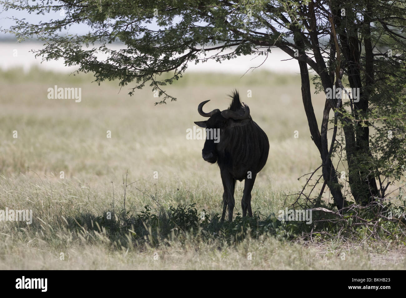 Blue gnu riparo dal sole di mezzogiorno, Etosha, Namibia. Foto Stock