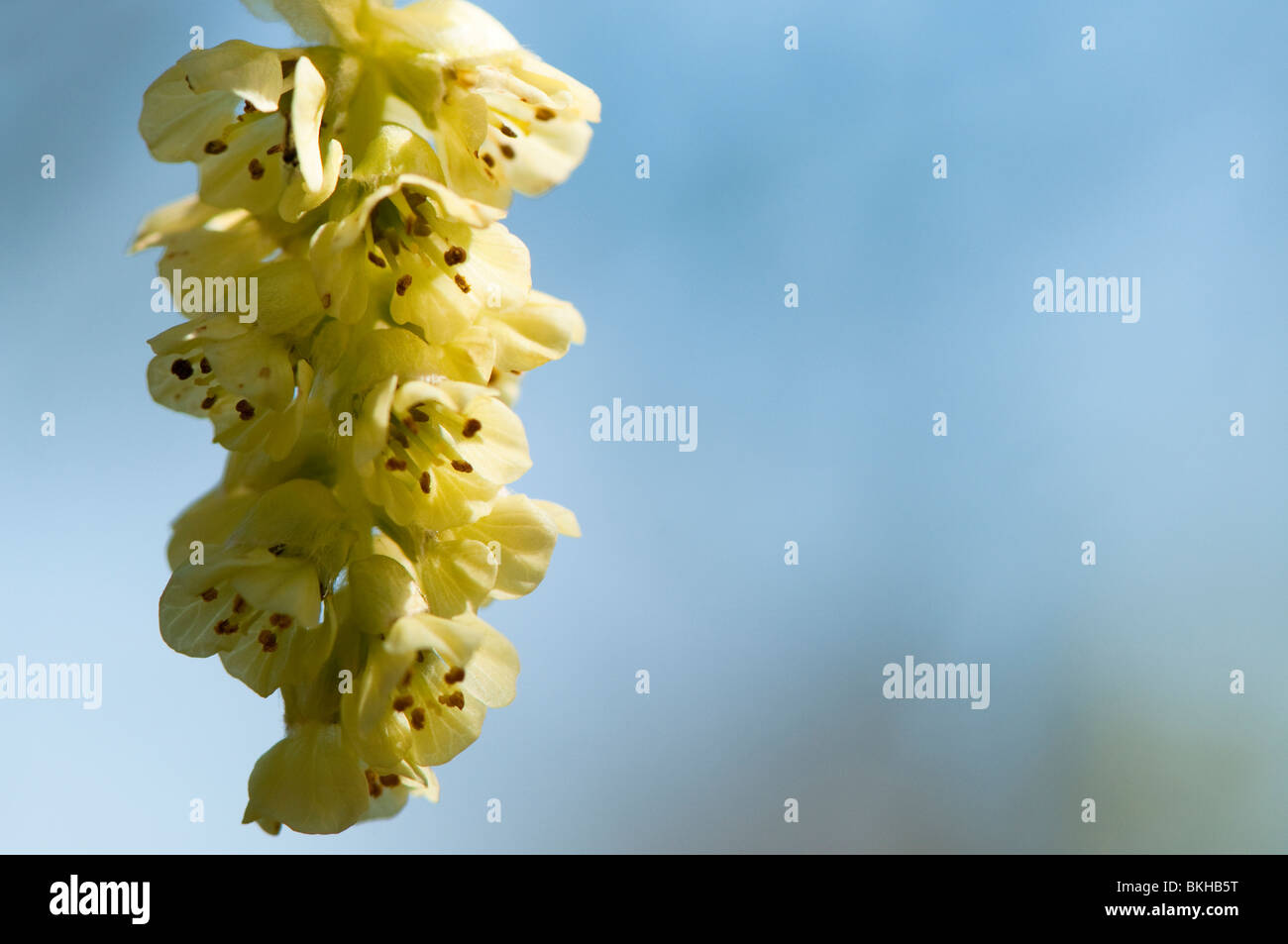 Inverno cinese o Amamelide, molla viola, Corylopsis sinensis var sinensis in fiore in primavera Foto Stock