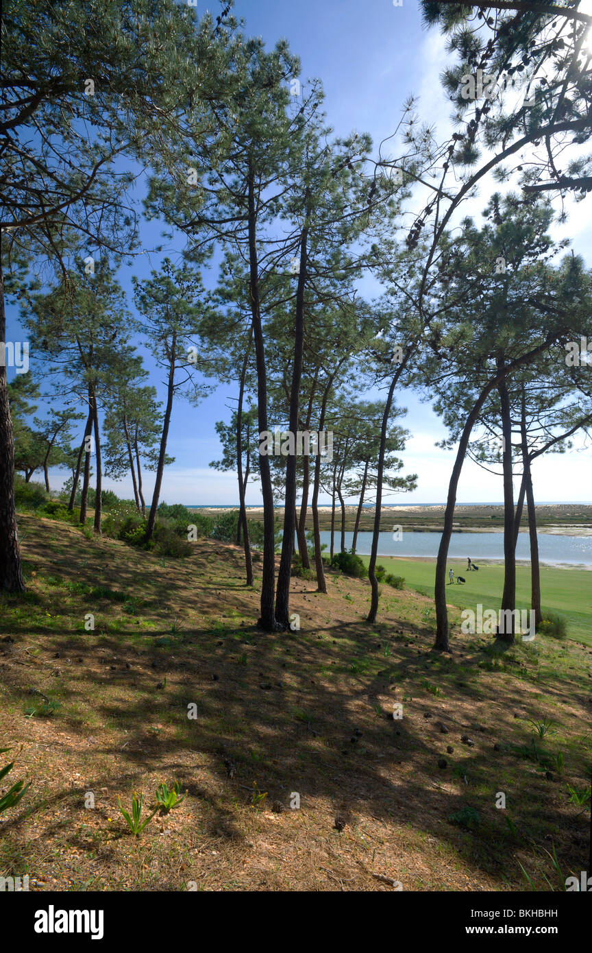 Il Portogallo, Algarve, Quinta do Lago, alberi di pino e il campo da golf di San Lorenzo Foto Stock
