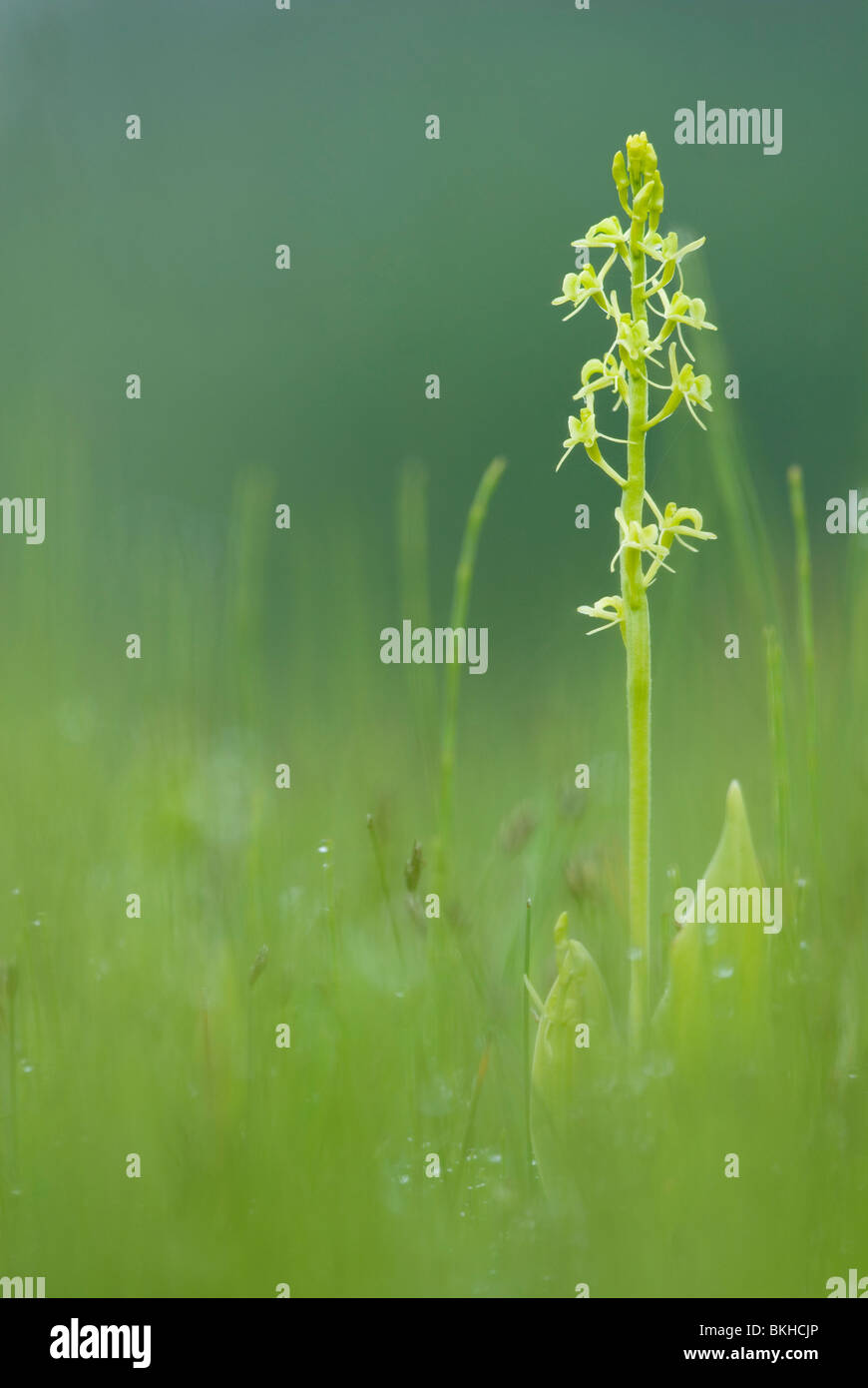 Fen orchid; Groenknolorchis; Liparis loeselii Foto Stock