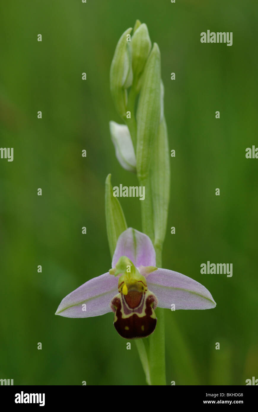 Bijenorchis; Ophrys apifera; Bee Orchid Foto Stock