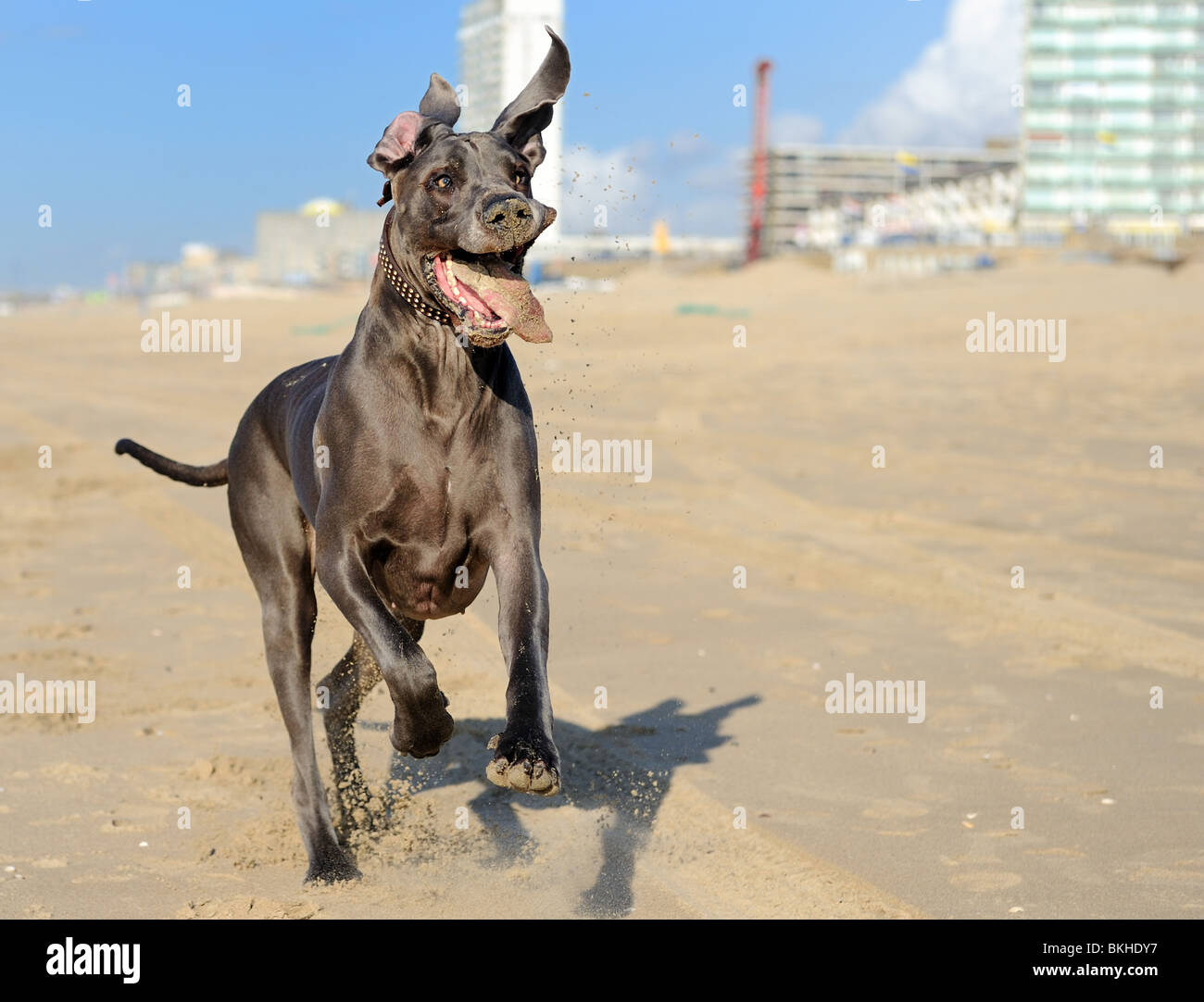 Immagine divertente di una bella Great Dane correre sulla spiaggia Foto Stock