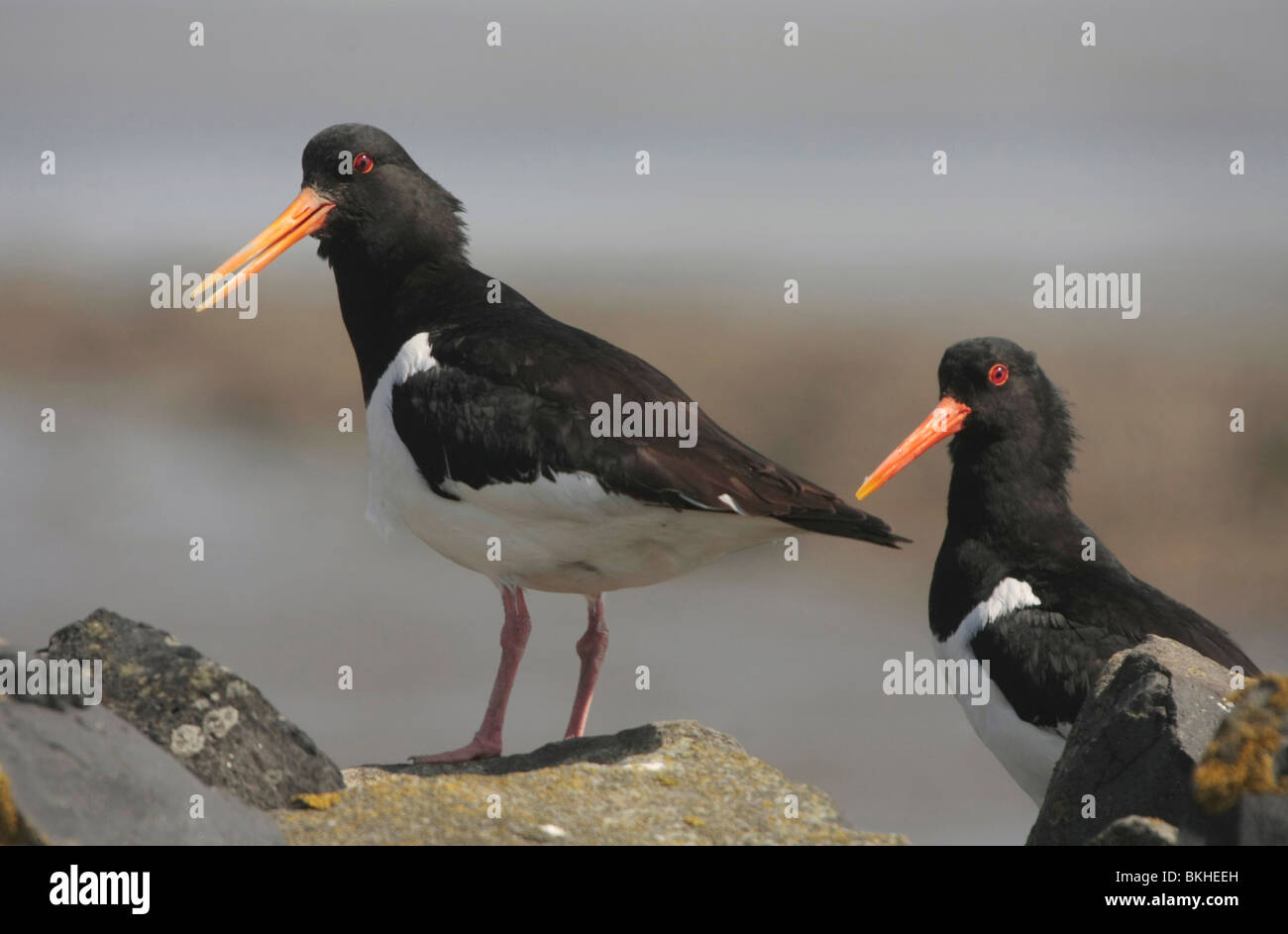 Twee scholeksters staan op een dijk+ due oystercatchers in piedi su una diga Foto Stock