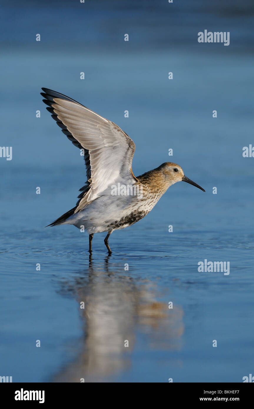 Dunlin in posa con le ali sollevato Foto Stock
