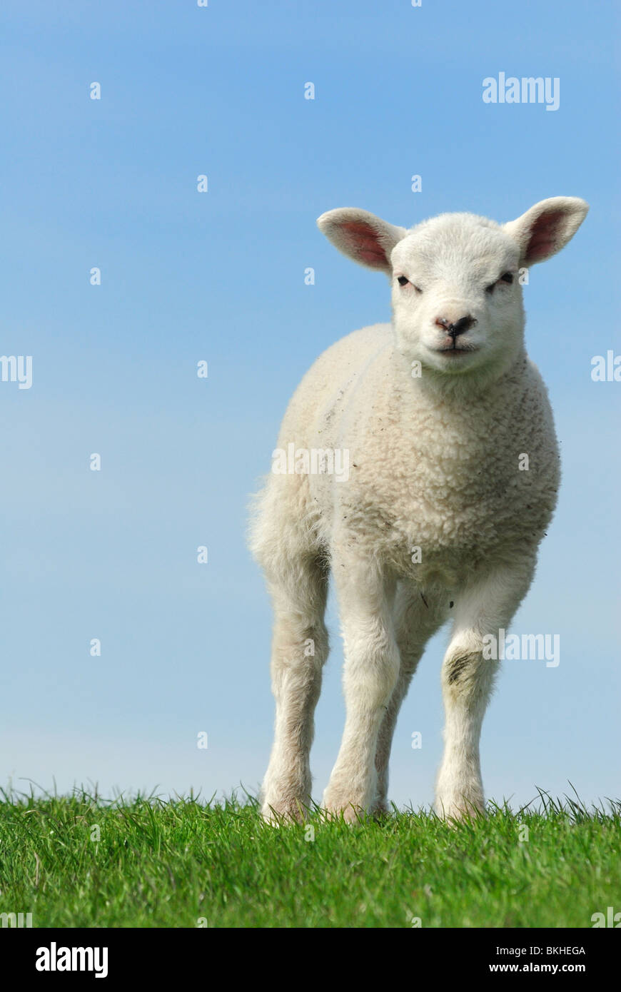 Carino agnello in primavera, Frisia Paesi Bassi Foto Stock