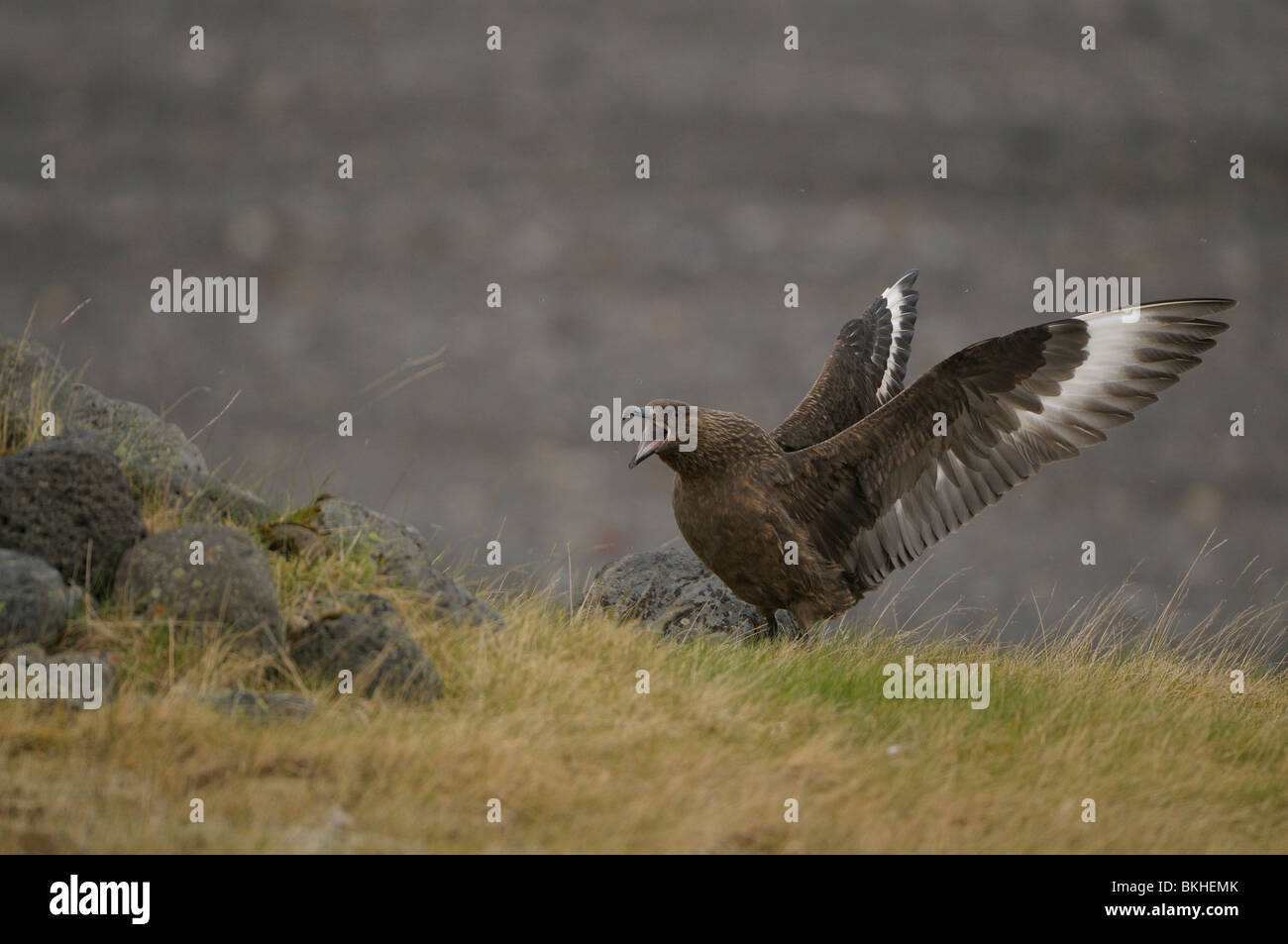 Volwassen Grote Jager in signaalhouding die hij aanneemt direct na de sbarco op de grond; Adulto grande Skua con le ali appena alzato dopo lo sbarco a terra. Foto Stock