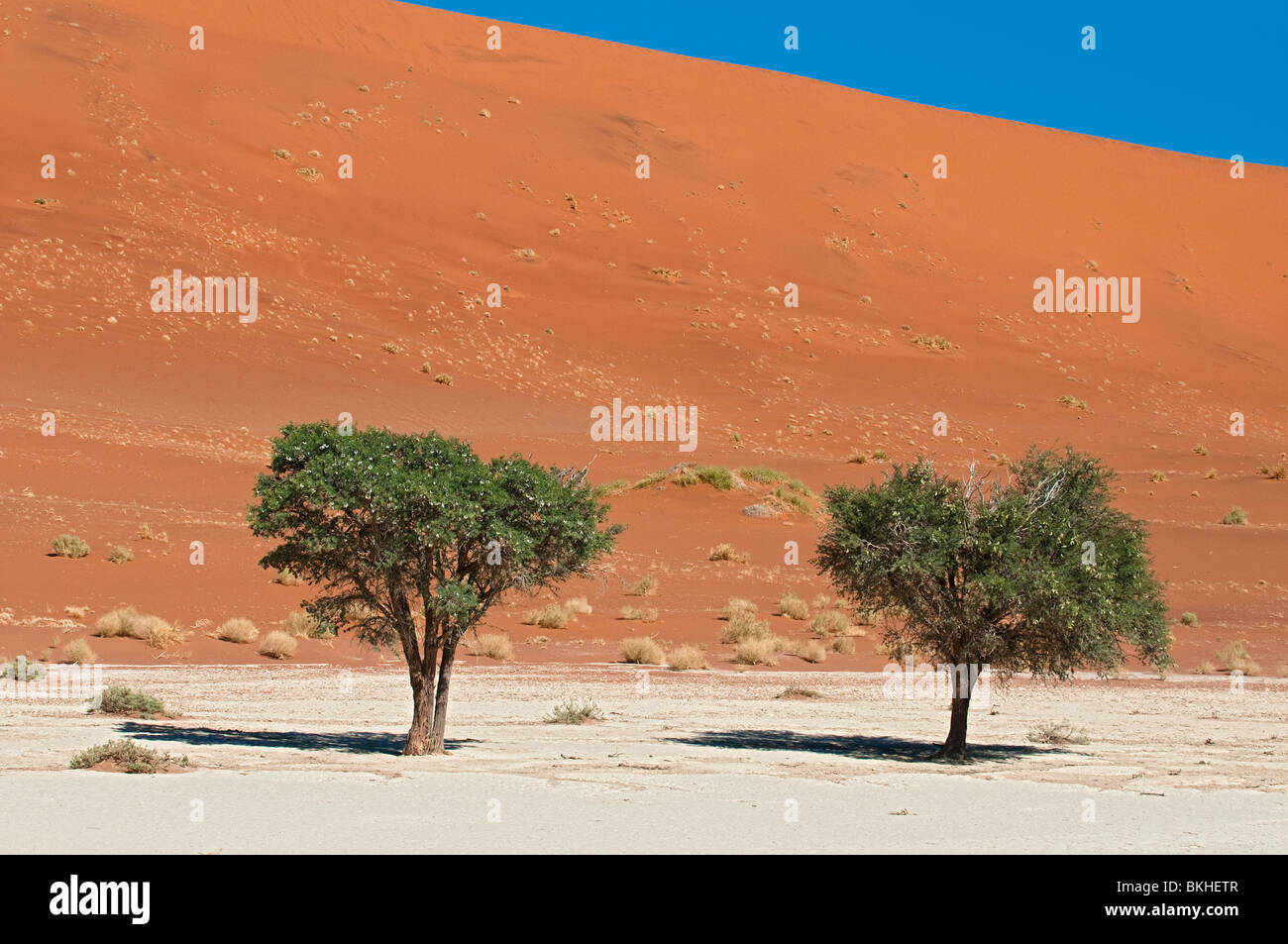 Camel Thorn trees in Deadvlei, Sossusvlei, Namibia Foto Stock