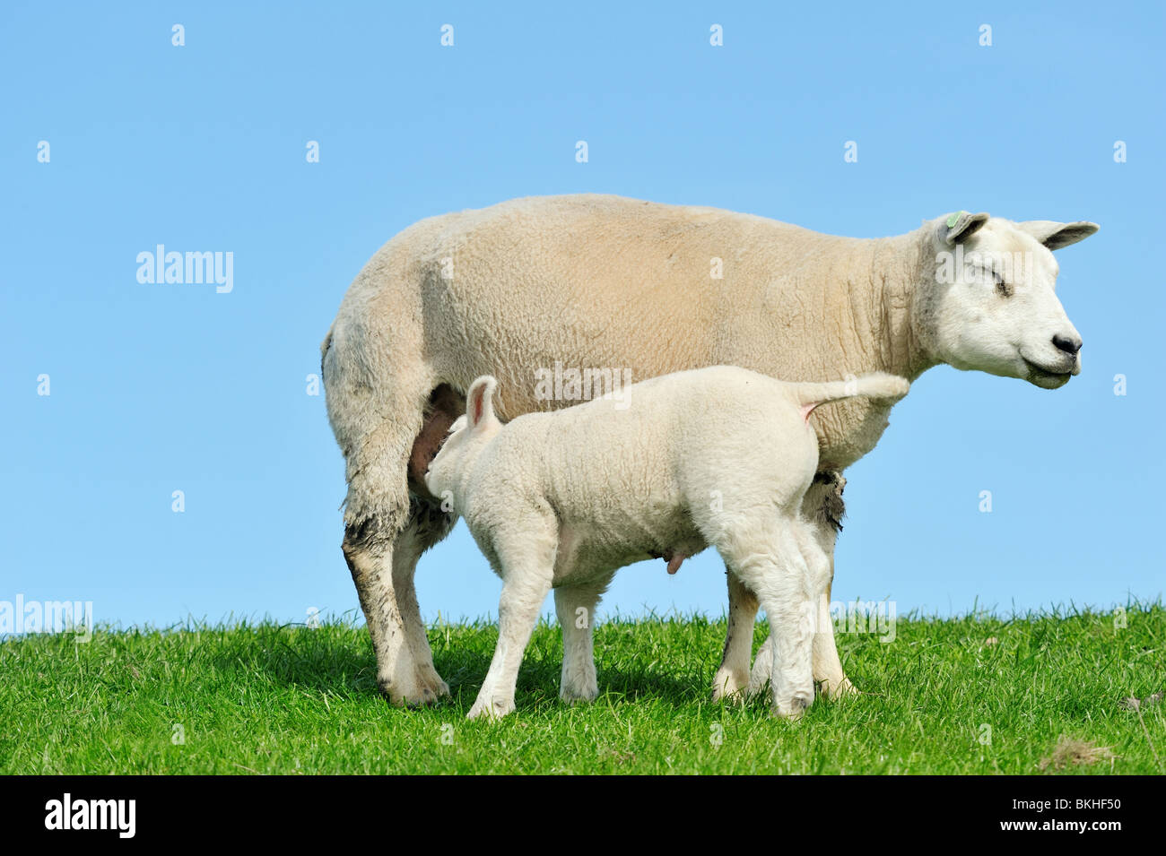 Madre di ovini e il suo lamb bere latte in primavera, Frisia Paesi Bassi Foto Stock