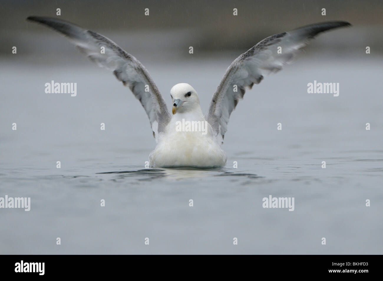 Noordse Stormvogel zwemmend in haven incontrato vleugels omhoog; Fulmar nuoto in porto con ali sollevato Foto Stock