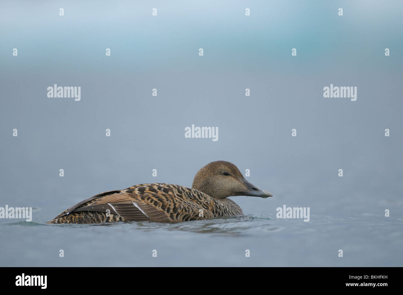 Zwemmende vrouw Eidereend in IJsbergenmeer van JökulsáR1ón; Nuoto Eider femmina in icemountainlake di JökulsáR1ón Zwemmende vrouw Eidereend in IJsbergenmeer van J Foto Stock