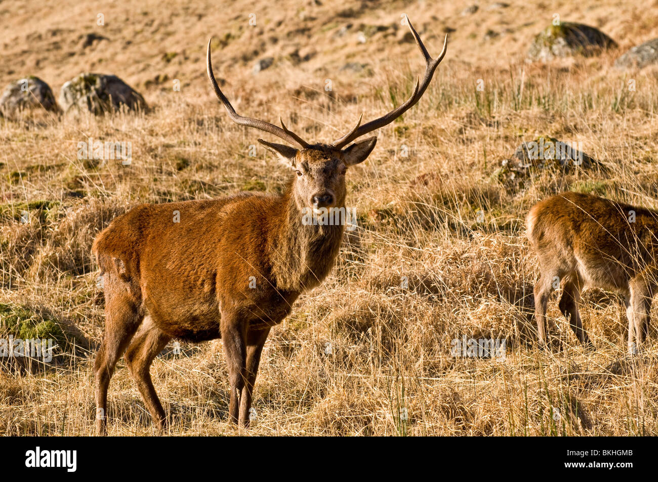 Red Deer (Cerrus Elaphus) Stags Glen Etive Highland Scozia Scotland Foto Stock
