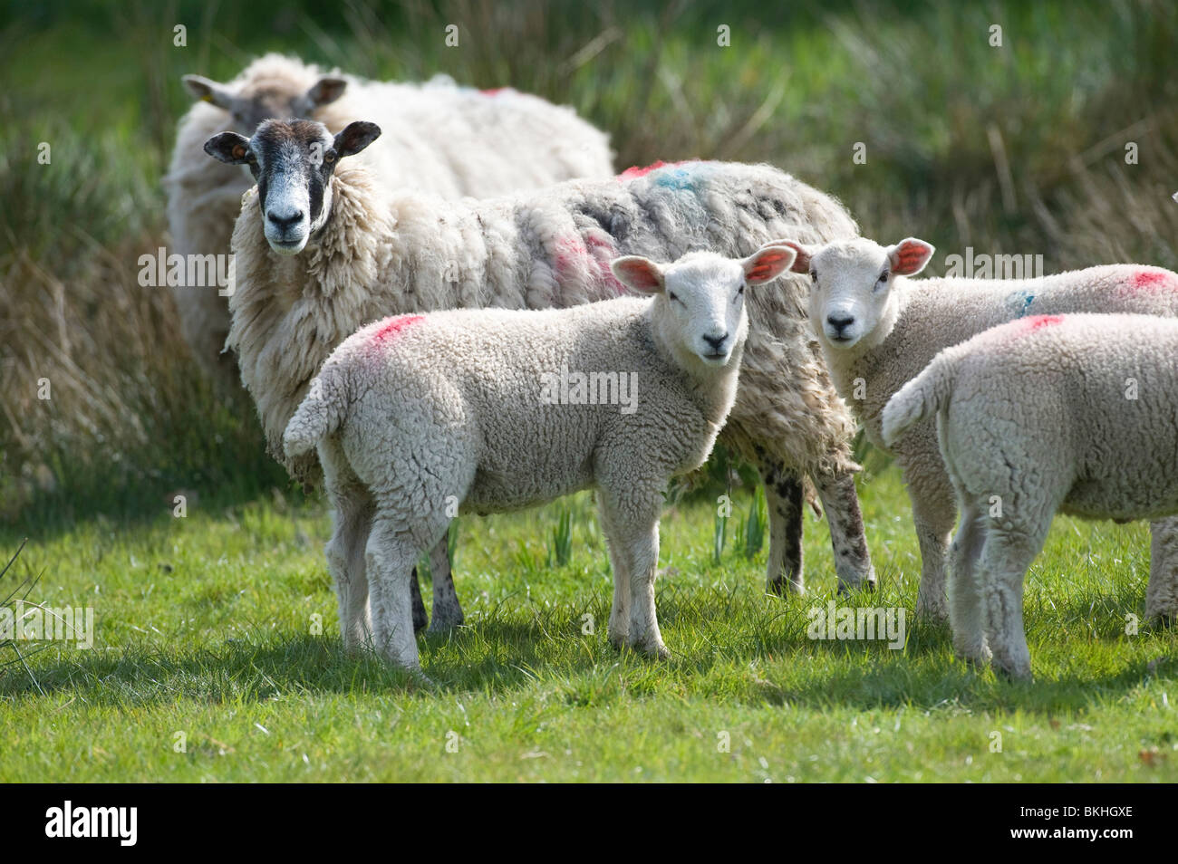 Bambino piccolo agnelli e la loro madre che pascolano in un campo di erba in devon Foto Stock