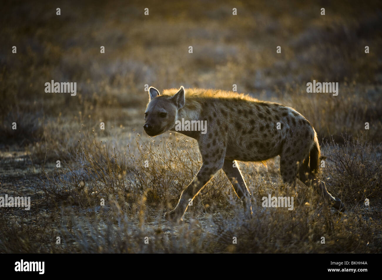 Spotted hyena tornando a casa la mattina presto, il Parco Nazionale di Etosha, Namibia. Foto Stock