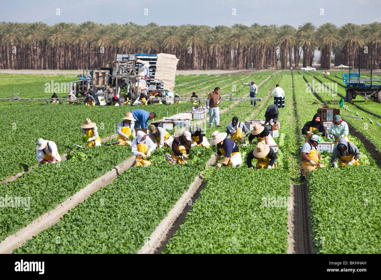 Gli spinaci 'Spinacia oleracea" , i lavoratori agricoli per la mietitura. Foto Stock