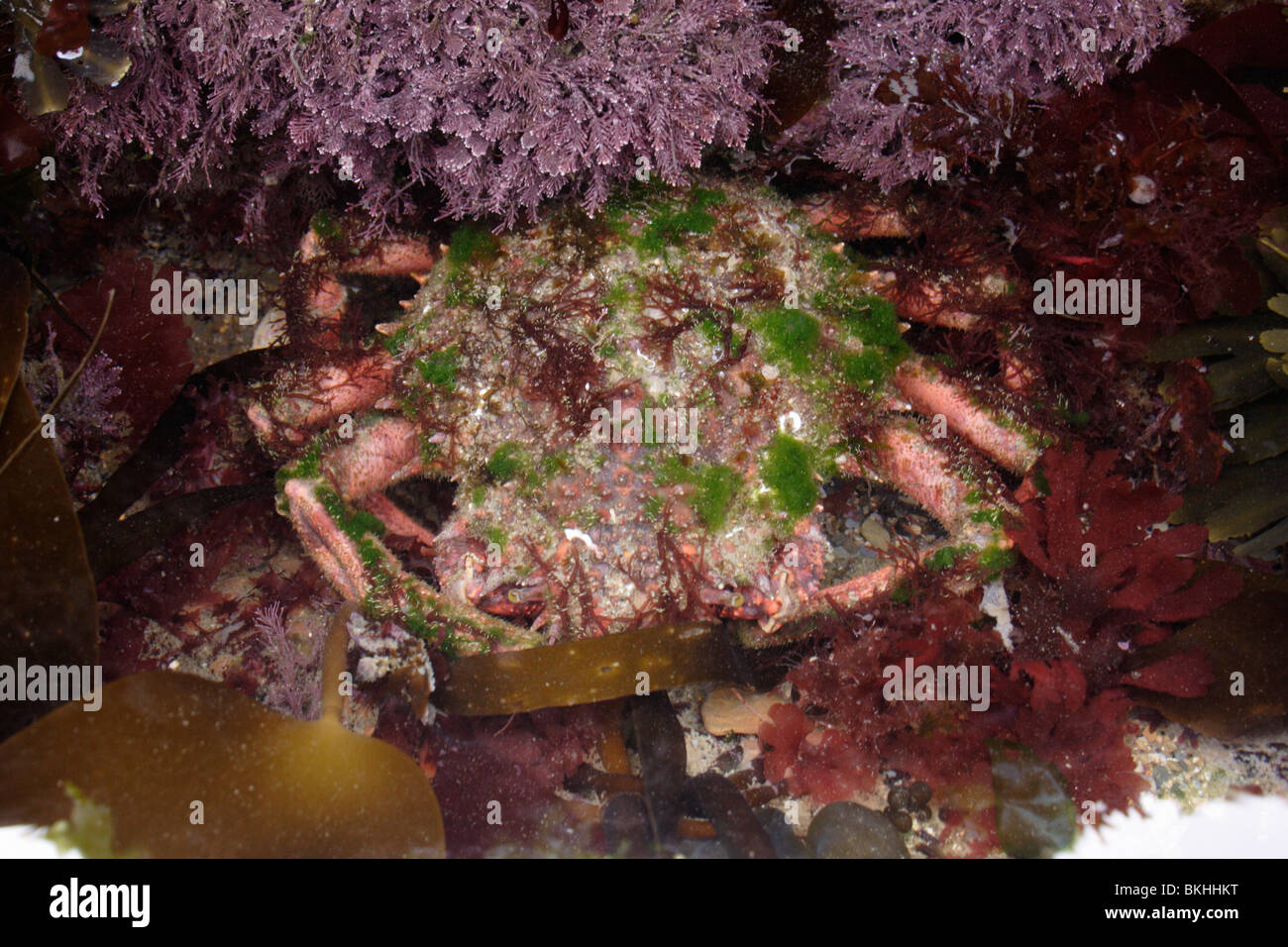 Comune di grancevola (Maja squinado : Majidae) ben mimetizzati con alghe attaccato in un grande rockpool, UK. Foto Stock