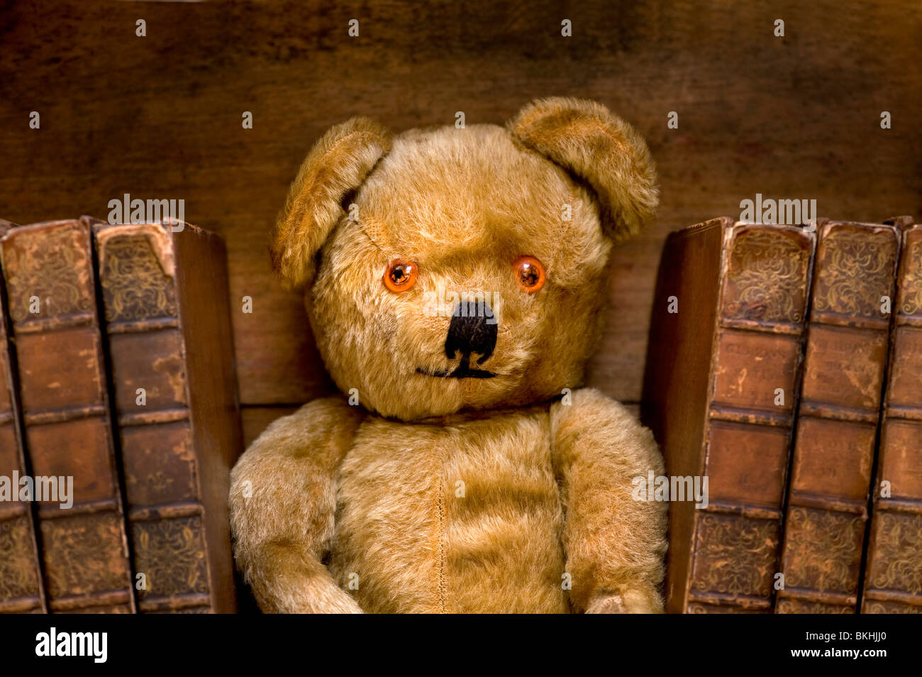 Orsacchiotto di peluche con libri sullo scaffale. Foto Stock