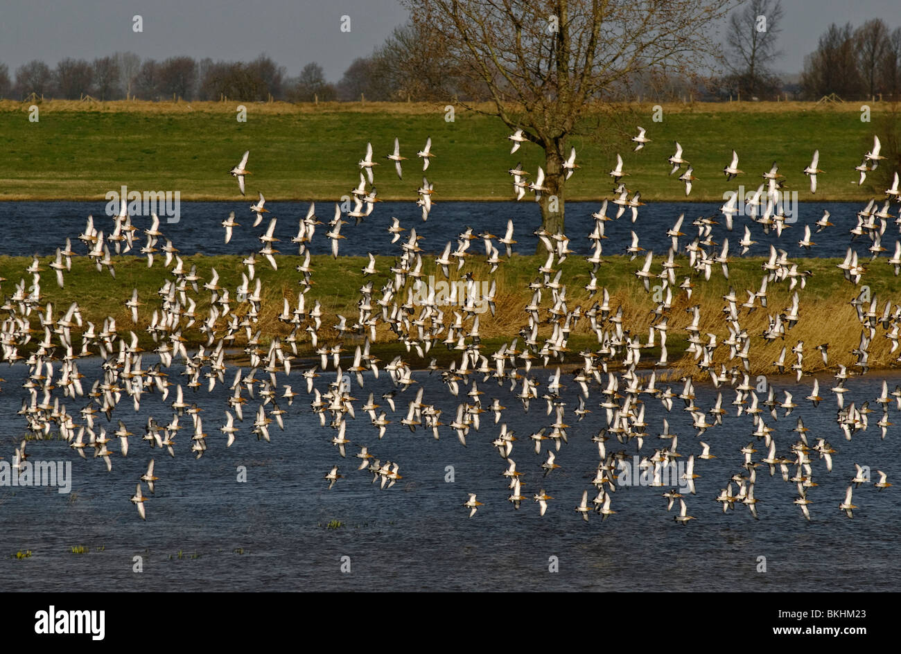 Grutto;nero-tailed Godwit;Limosa limosa;groep laag vliegend boven plas-dra gebied in weiland;gruppo volare basso sopra il prato sommerso; Foto Stock