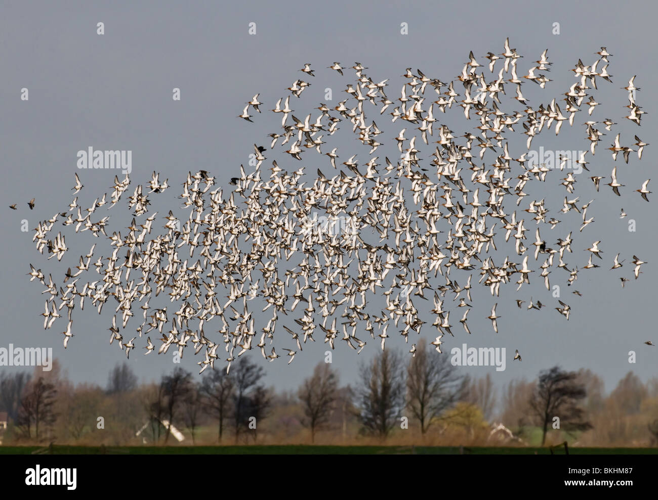 Grutto;nero-tailed Godwit;Limosa limosa;groep laag vliegend boven plas-dra gebied in weiland;gruppo volare basso sopra il prato sommerso; Foto Stock