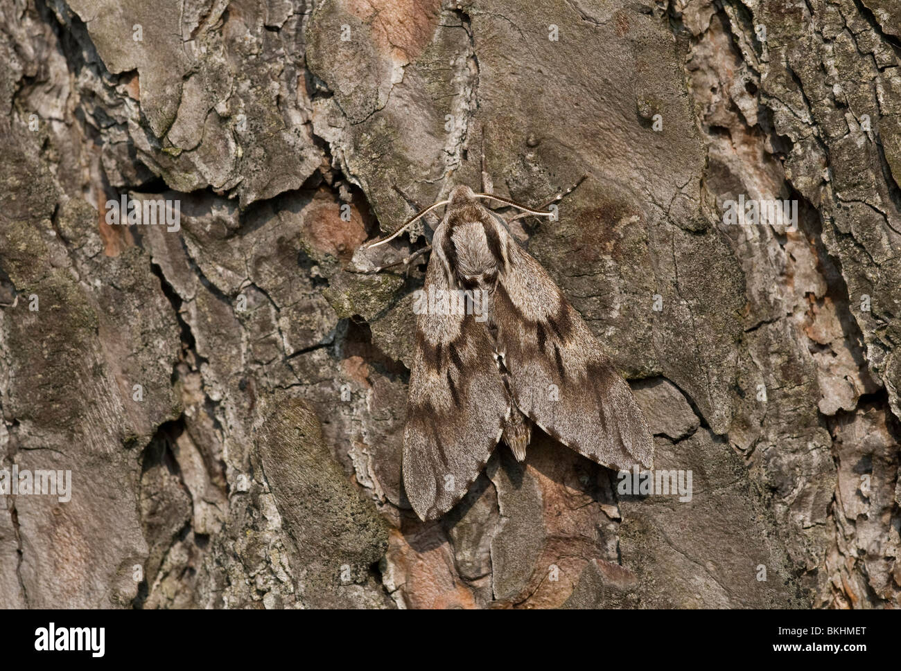 Pine Hawk-moth (Sphinx pinastri) Foto Stock