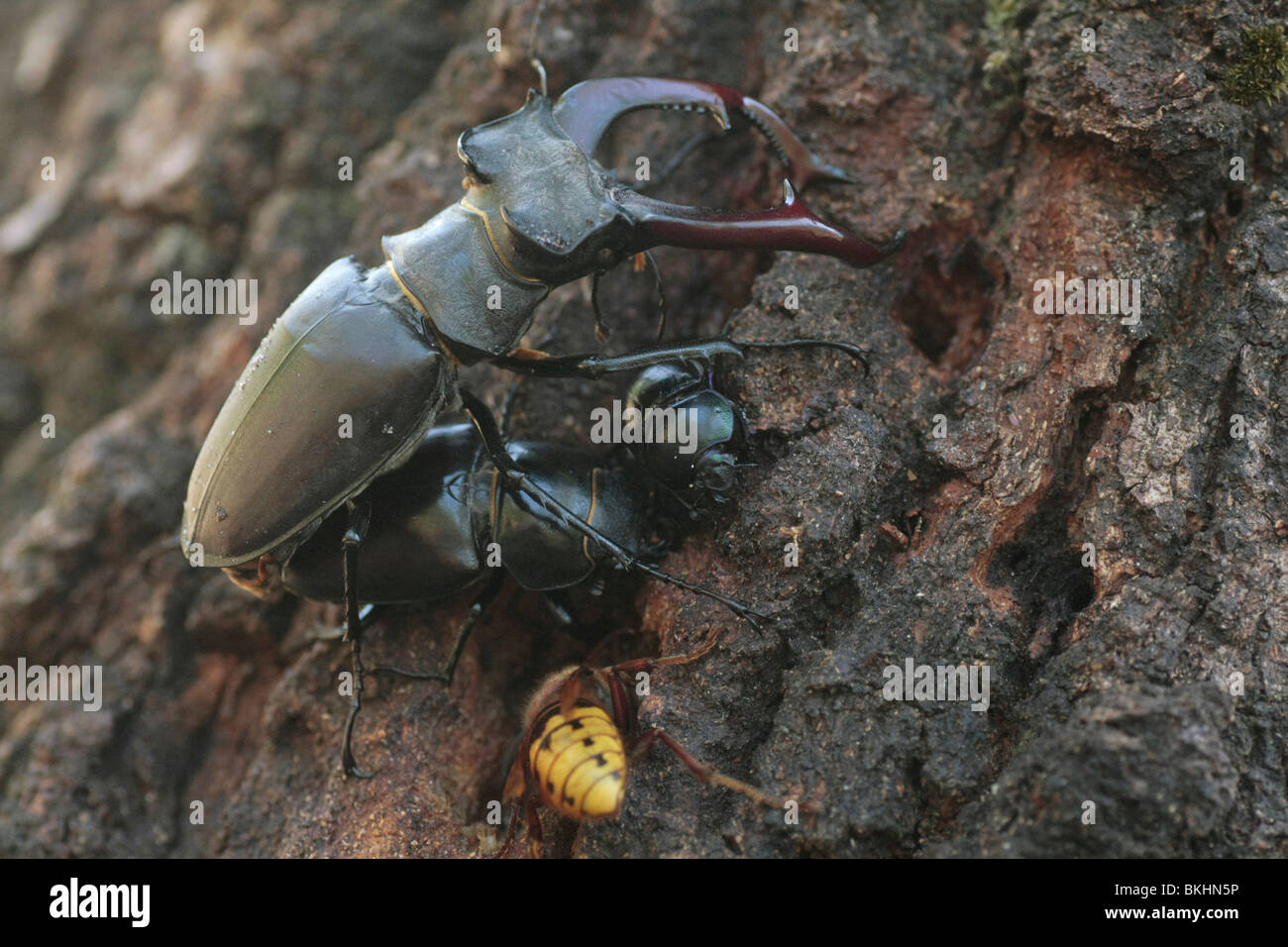 Vliegende Parende herten op de stam van een eik incontrato hoornaar; coniugata Stag coleotteri Foto Stock