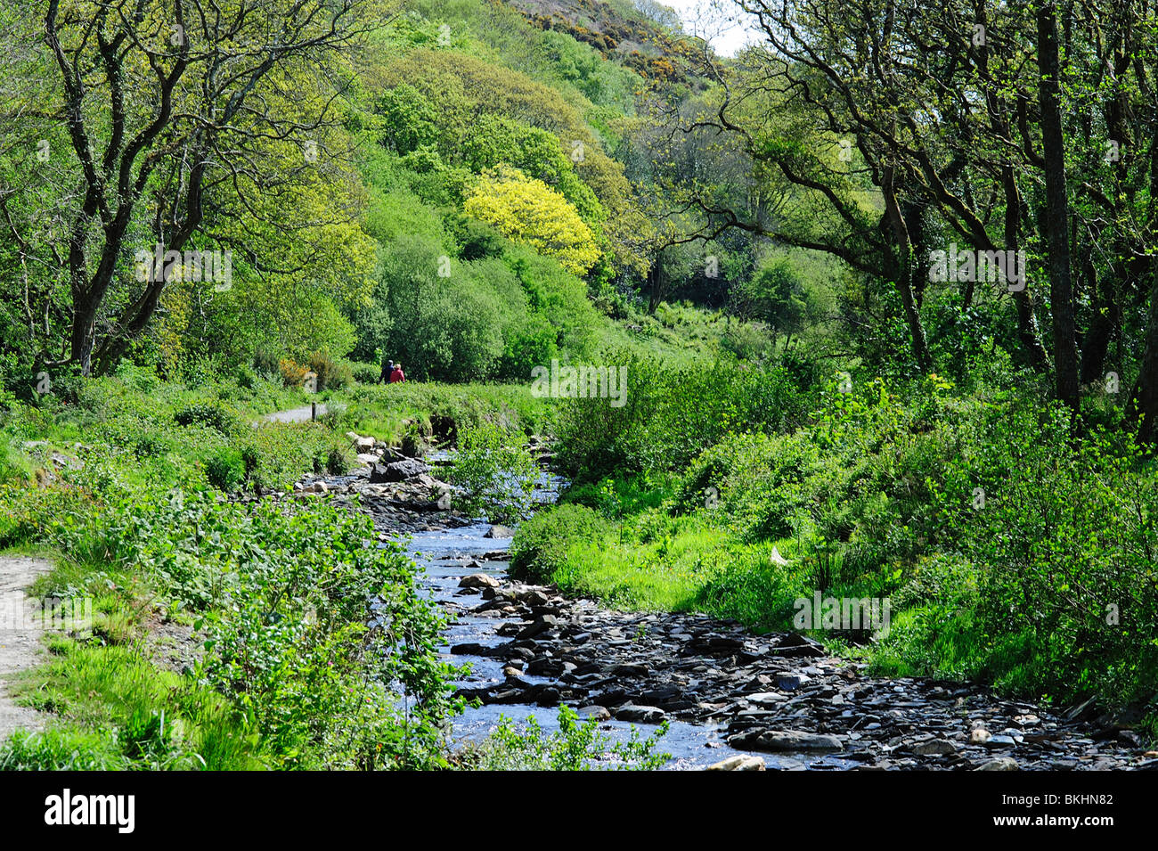 Valenza valle, Boscastle Cornwall Regno Unito Foto Stock