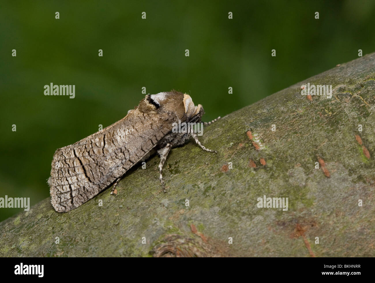 Wilgenhoutvlinder, Cossus cossus, Goath moth Foto Stock