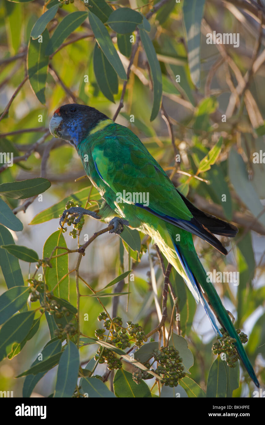 Port Lincoln Parrot. Ringneck australiano. Barnardius zonarius Foto Stock