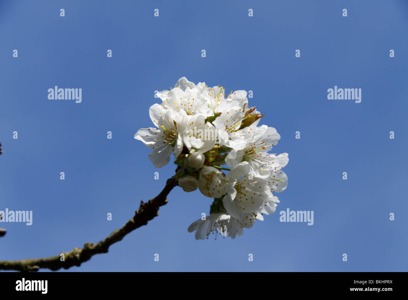 Fiore di Ciliegio su un albero Foto Stock