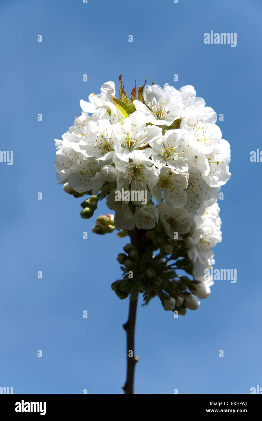 Fiore di Ciliegio su un albero Foto Stock