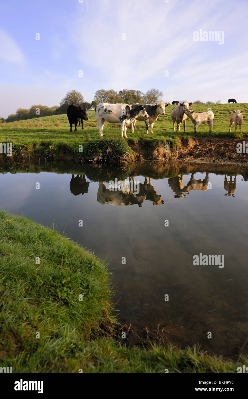 La riflessione di bestiame - bovini in piedi in un campo accanto al fiume Avon, Wiltshire. Foto Stock