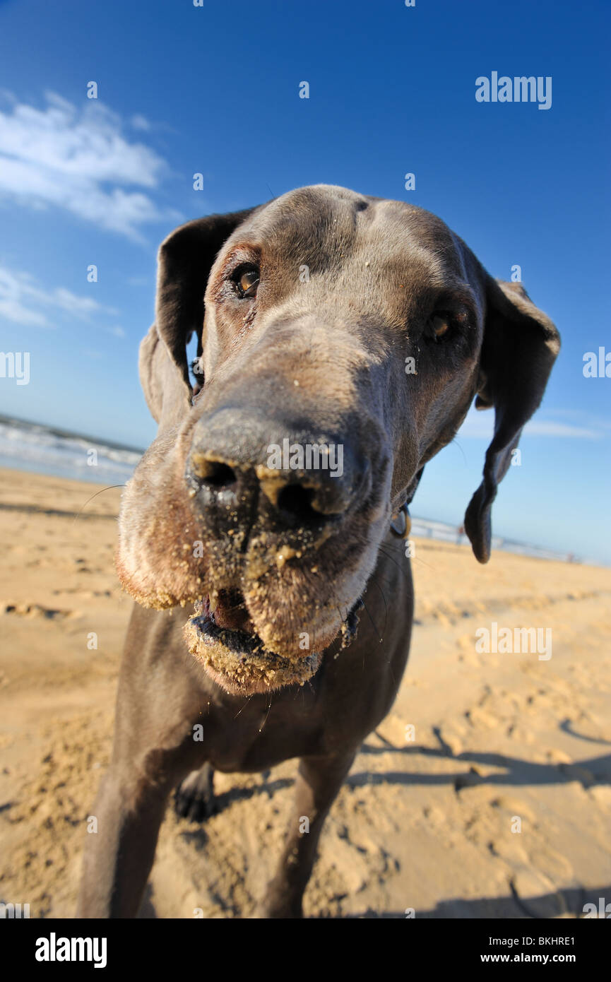 Ritratto di una bellissima Great Dane sulla spiaggia Foto Stock