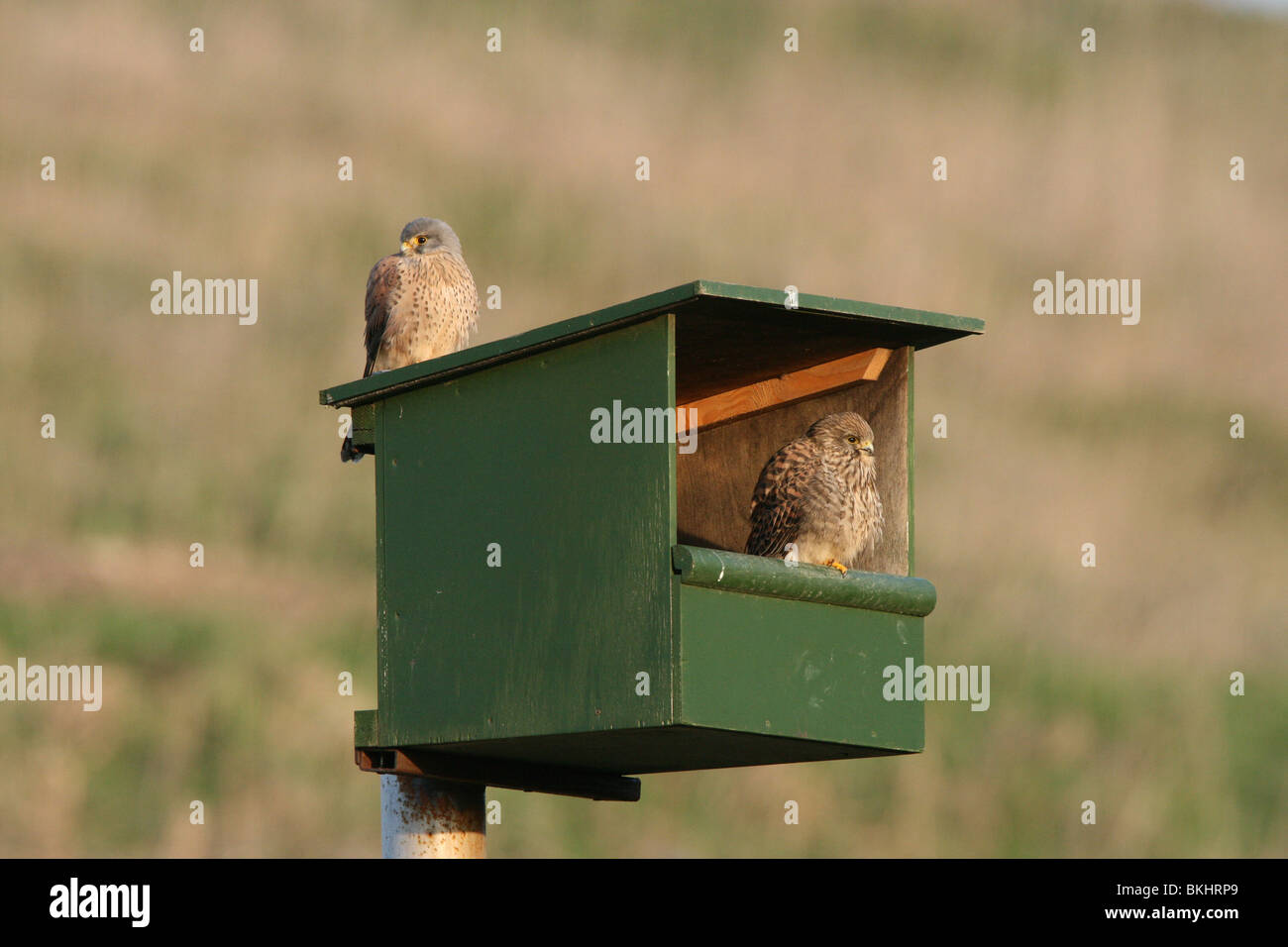 Een paartje torenvalkjes op een nestkast; una pare di gheppi su un nestbox Foto Stock