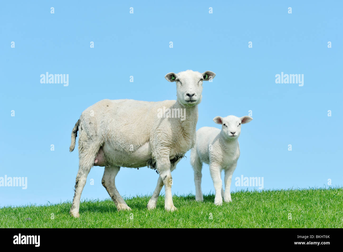 Madre di ovini e il suo lamb in primavera, Frisia Paesi Bassi Foto Stock