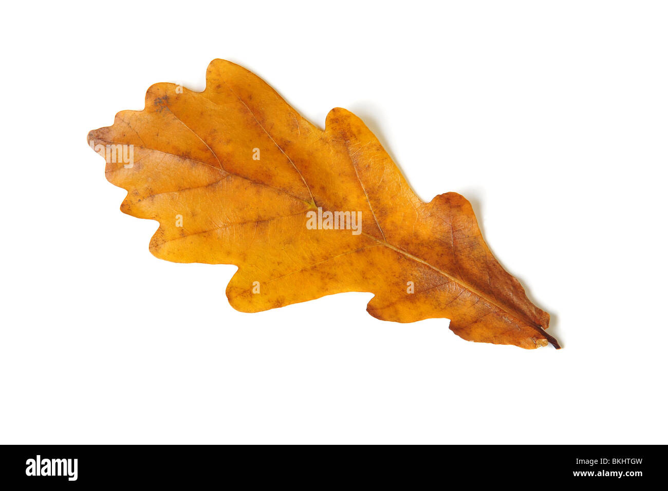 Caduta foglie di quercia isolato su bianco Foto Stock