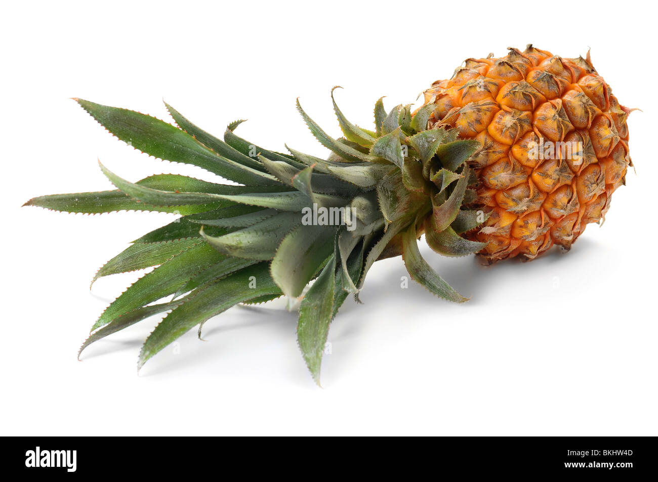 Giacente ananas isolati su sfondo bianco Foto Stock