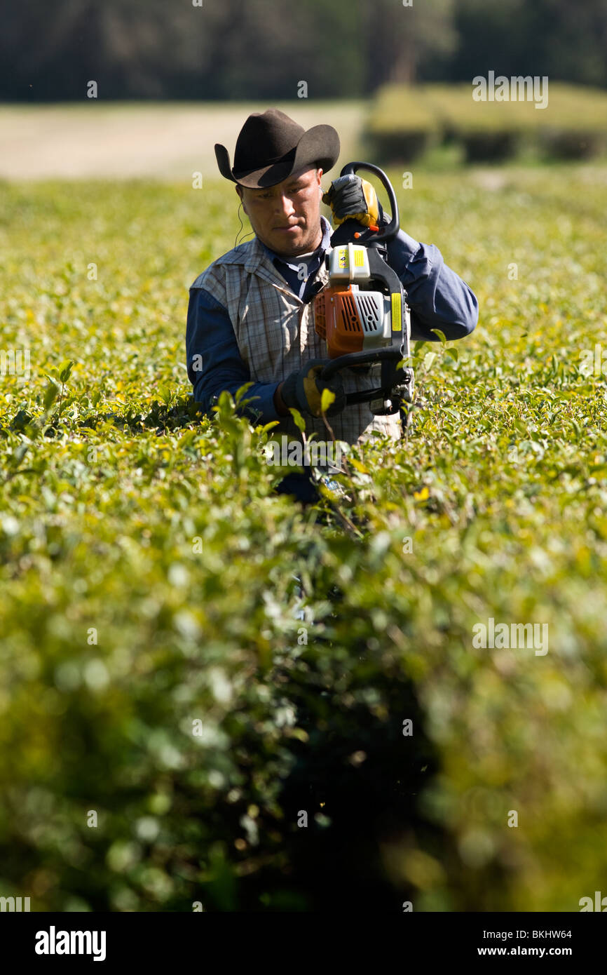 L'uomo rifilatura piante di tè a Charleston la piantagione di tè, tè unica azienda agricola negli Stati Uniti e in Carolina del Sud paese basso Foto Stock