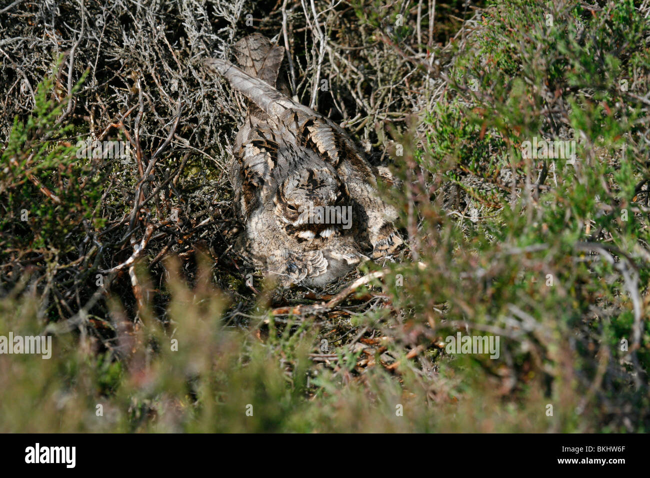 Nachtzwaluw op nest met twee jongen in droge heide; european nightjar sul nido con due pulcini in sabbia asciutta heath Foto Stock