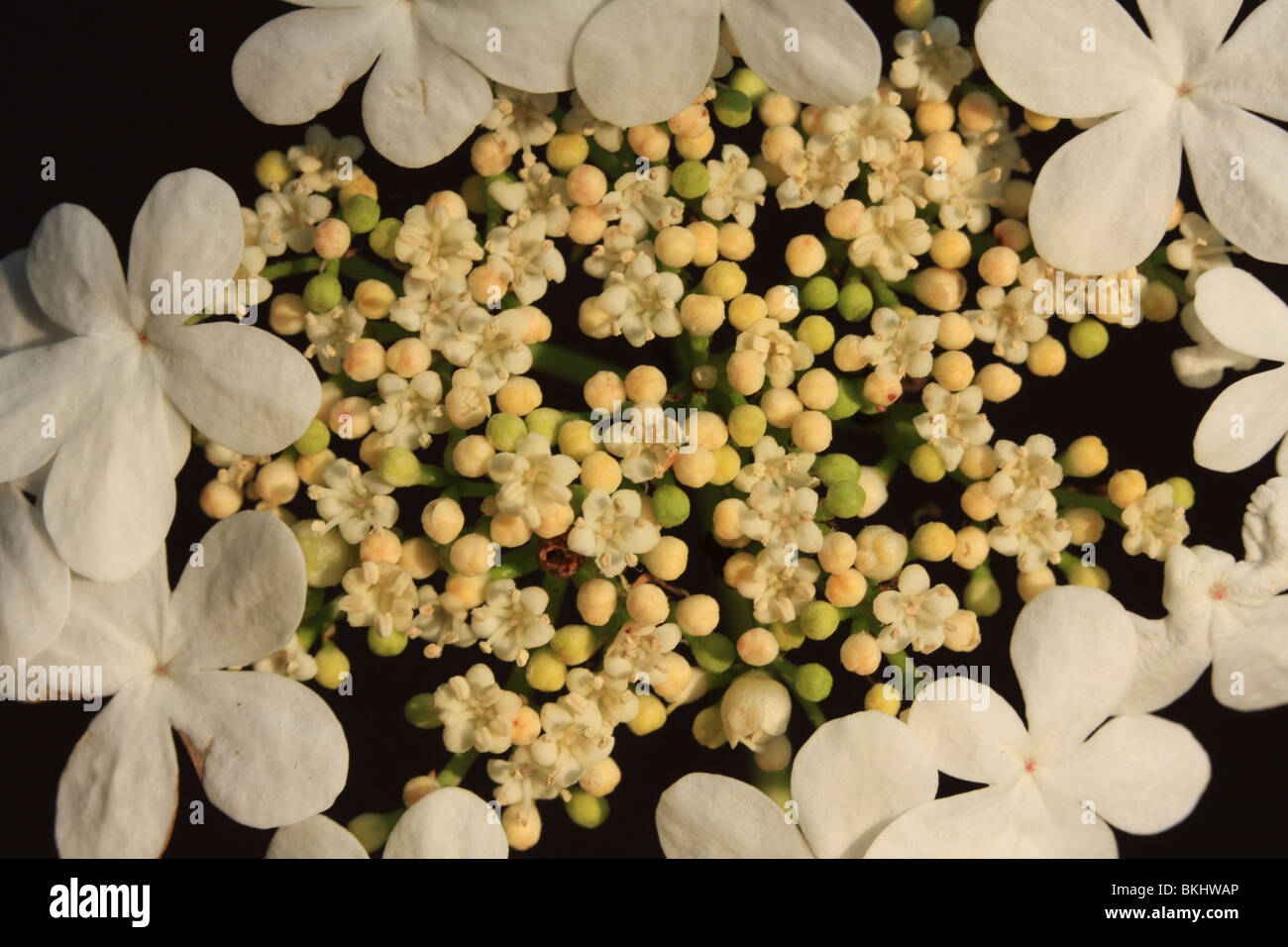 I fiori del viburno-rose Foto Stock