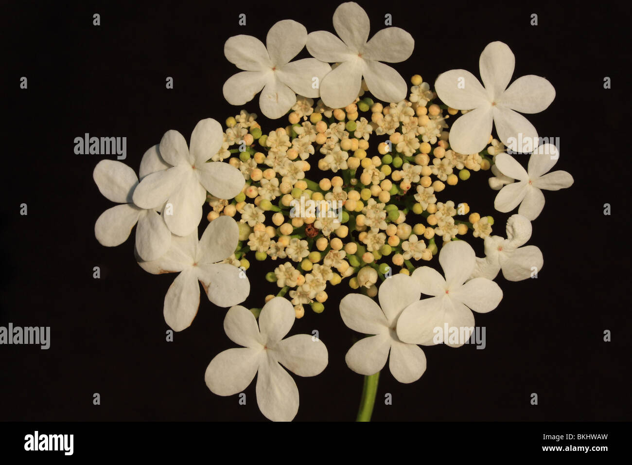 Bloeiwijze van Gelderse Roos incontrato steriele randbloemen (di zo je wilt: randstandige schijnbloemen) en centraal echte bloemen in bloei, knop (geelwit) en jonge knop (groen) Foto Stock