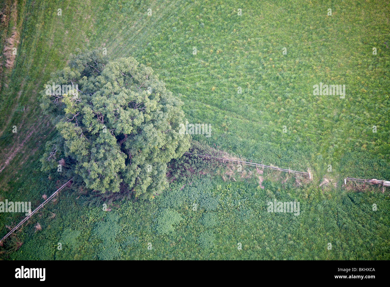 Vista aerea di un albero in un campo Foto Stock