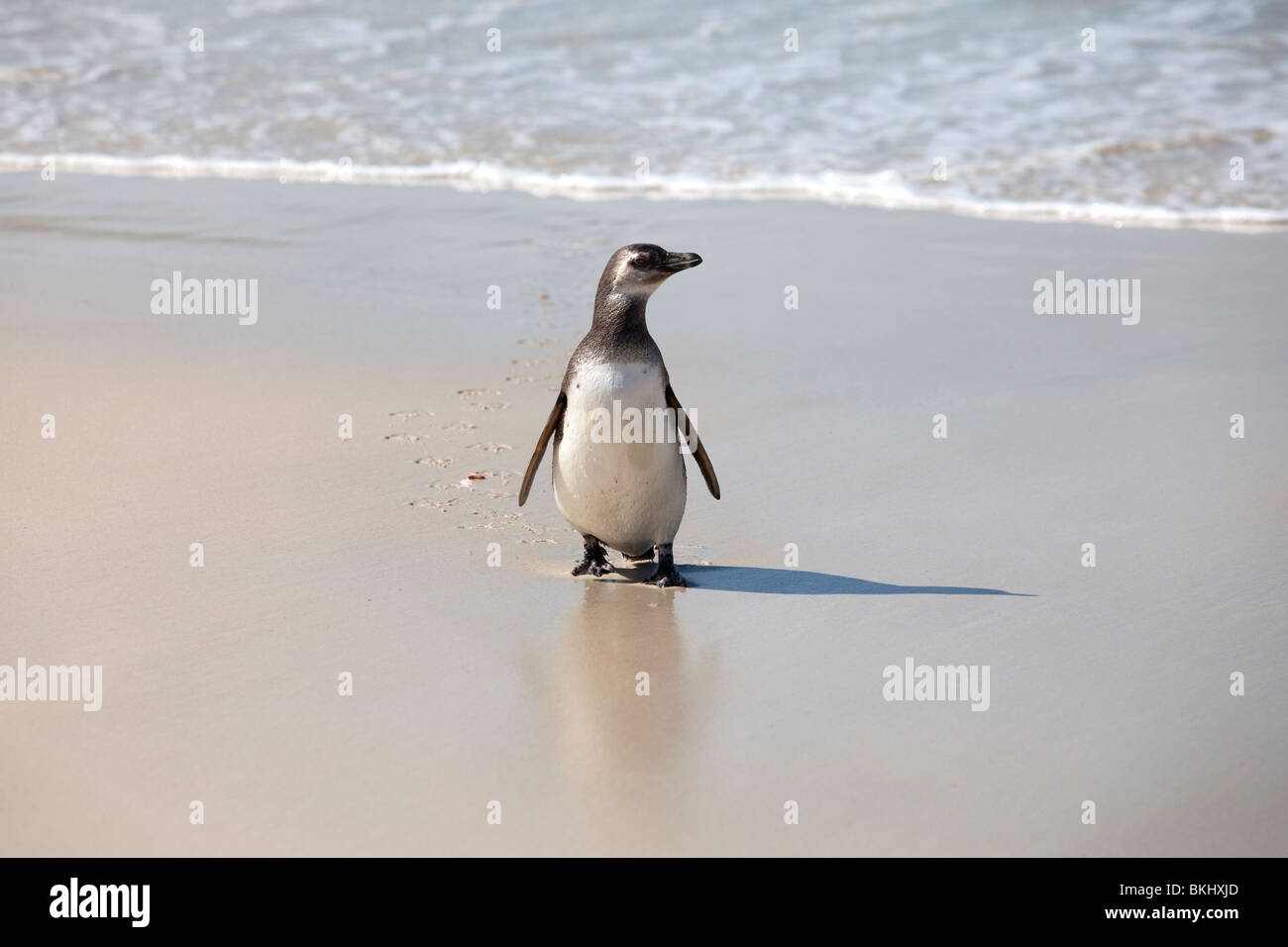 Magellanic penguin su di una spiaggia di sabbia in West Falkland Foto Stock