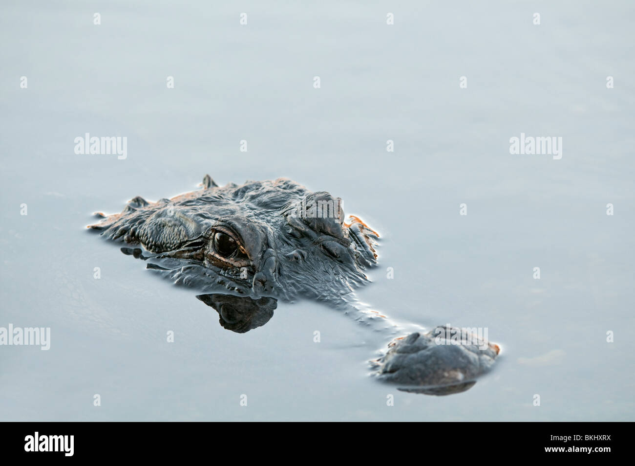Il coccodrillo americano: Alligator mississippiensis. Everglades, Florida, Stati Uniti d'America Foto Stock